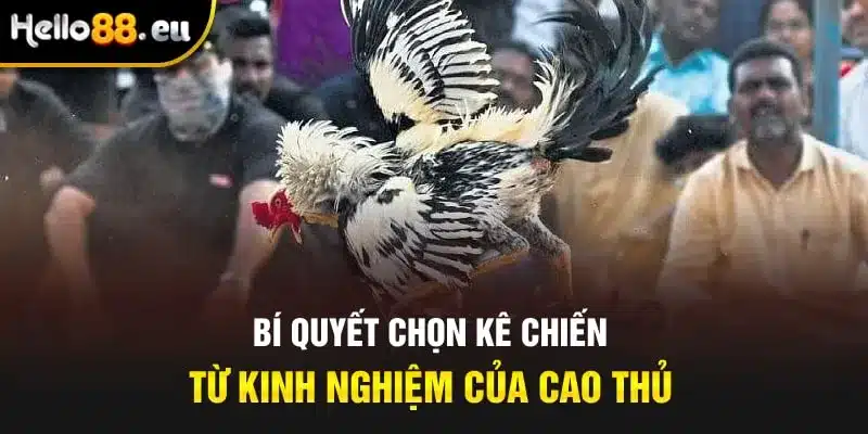Bí quyết chọn kê chiến từ kinh nghiệm của cao thủ Bí quyết chọn kê chiến từ kinh nghiệm của cao thủ