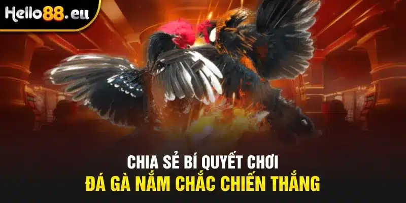 Chia sẻ bí quyết chơi đá gà nắm chắc chiến thắng Chia sẻ bí quyết chơi đá gà nắm chắc chiến thắng