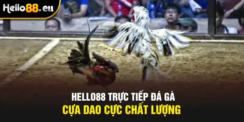 HELLO88 trực tiếp đá gà cựa dao cực chất lượng