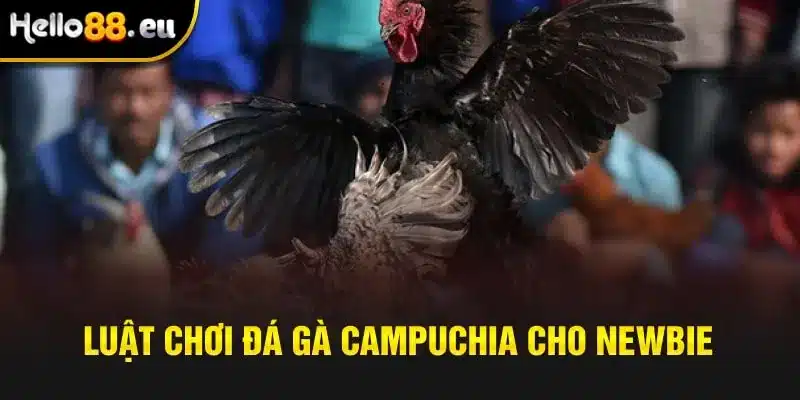 Luật chơi đá gà Campuchia cho newbie Luật chơi đá gà Campuchia cho newbie