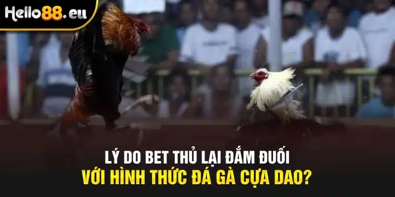 Lý do bet thủ lại đắm đuối với hình thức đá gà cựa dao?