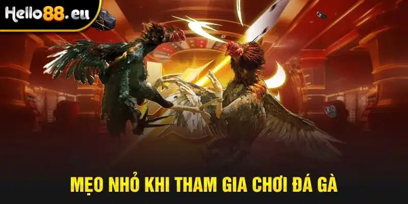 Mẹo nhỏ khi tham gia chơi đá gà Mẹo nhỏ khi tham gia chơi đá gà
