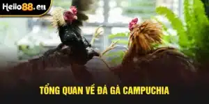 Tổng quan về đá gà Campuchia
