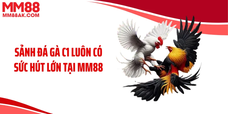Sảnh đá gà C1 luôn có sức hút lớn tại MM88